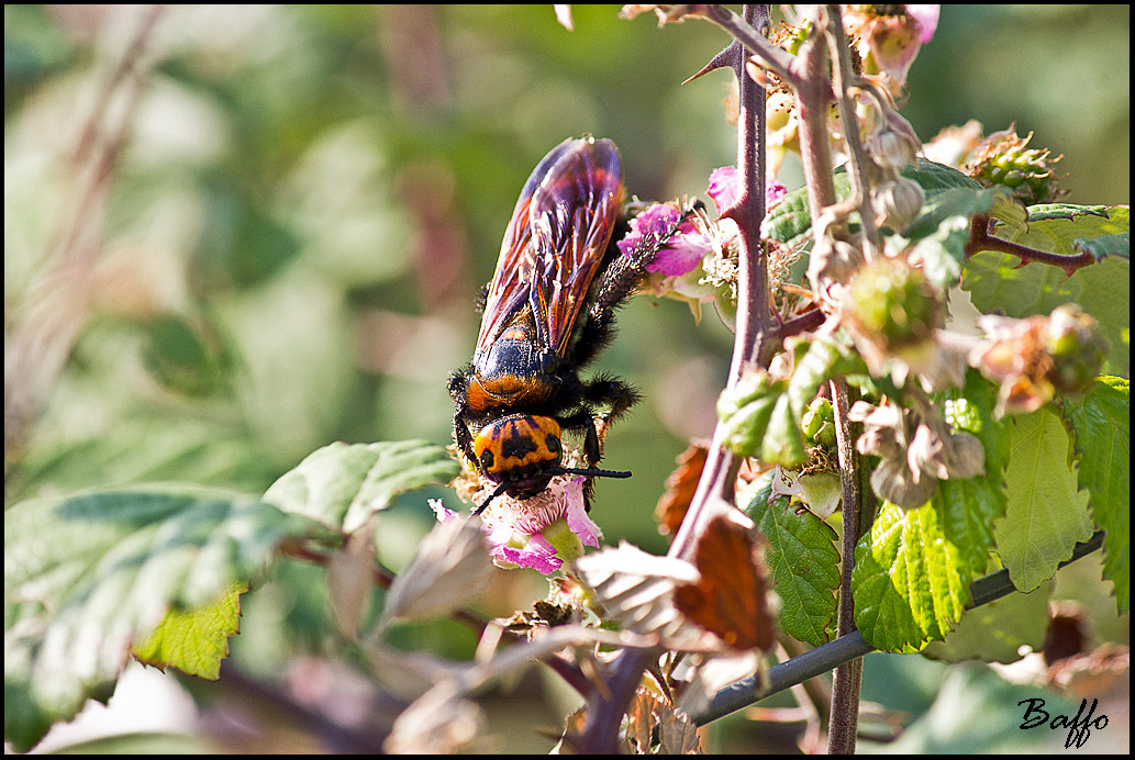 Megascolia maculata maculata - Lussino (Croazia)